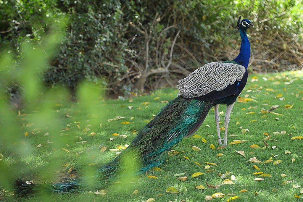 The Oberoi Rajvilās Peacocks Roam The Grounds